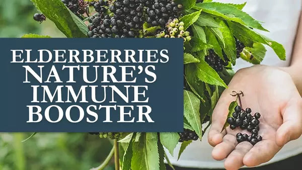 The Health Benefits of Elderberries: Nature's Immune Booster