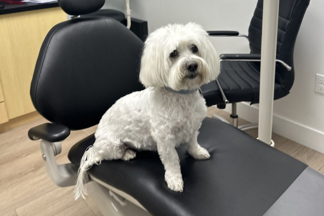 Dr. Michelle's small white dog Eddy sitting on a dental chair in her dental office