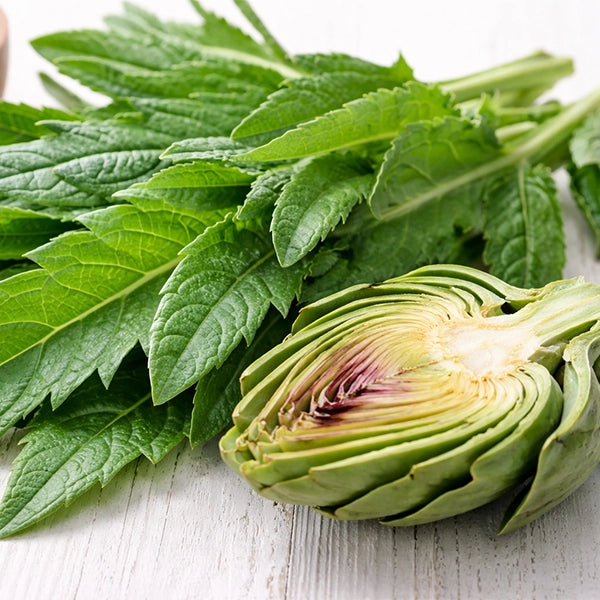 Artichoke Leaf Extract