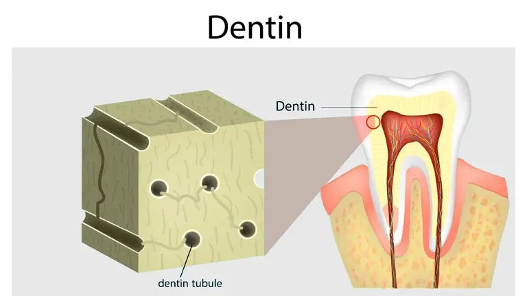 Is Hydroxyapatite Safe A Dentist s Evidence Based Answer Living Well is-hydroxyapatite-safe-a-dentist-s-evidence-based-answer-living-well