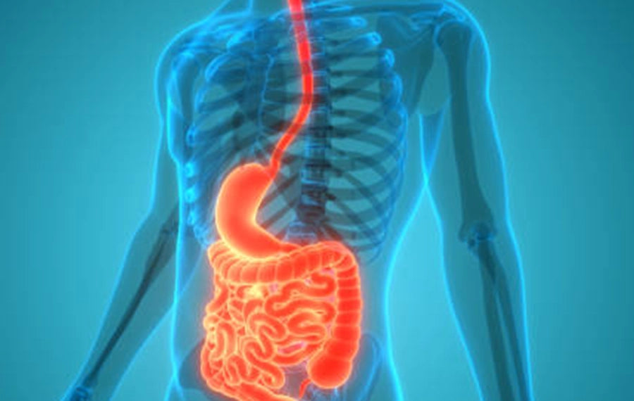 digestive-health-header