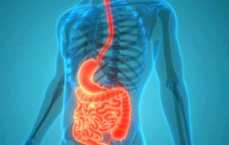 The Digestive Health Guide