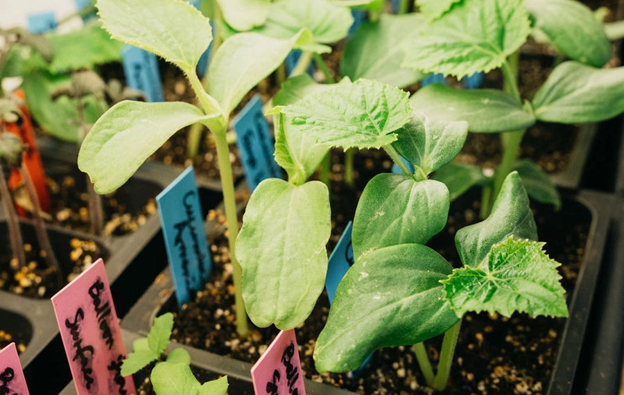 gardening-header