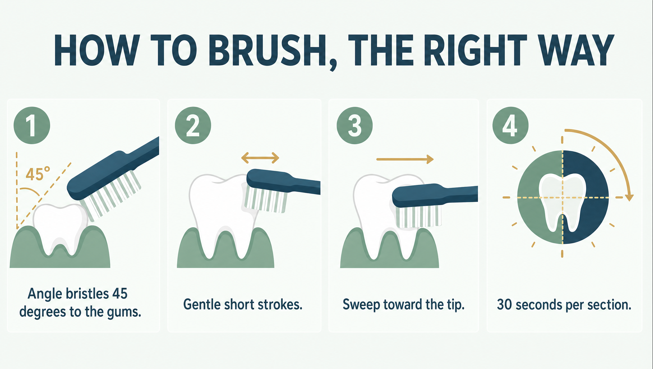 How to brush the right way: angle bristles 45 degrees to the gums, use gentle short strokes, sweep toward the tip, and spend 30 seconds per section