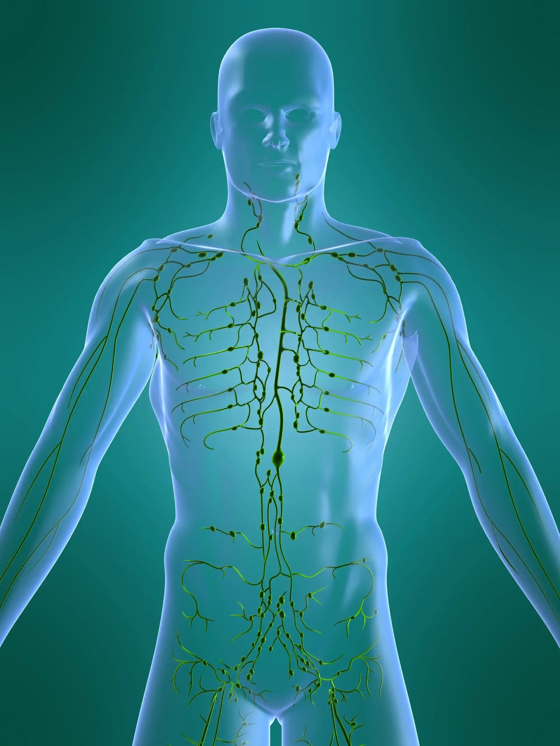 Diagram of the human lymphatic system showing lymph nodes and vessels