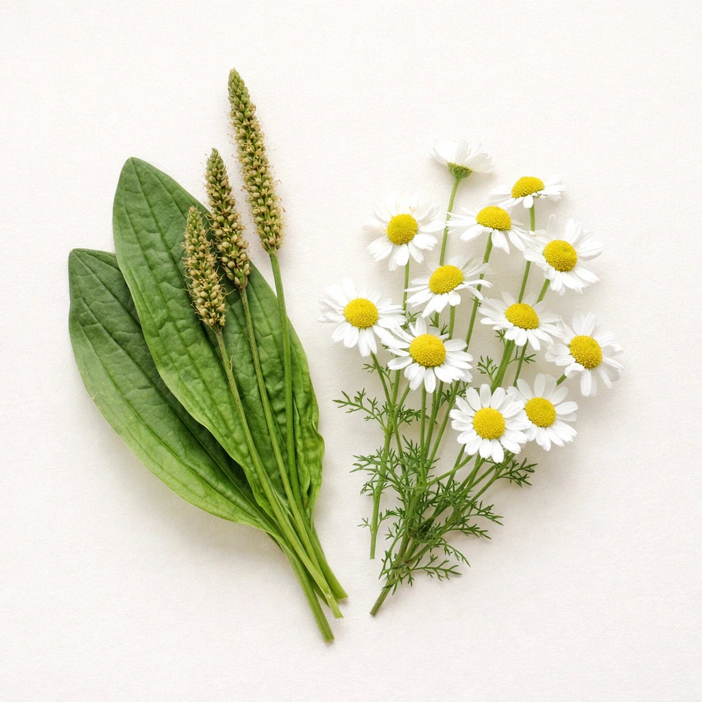Plantain & Chamomile