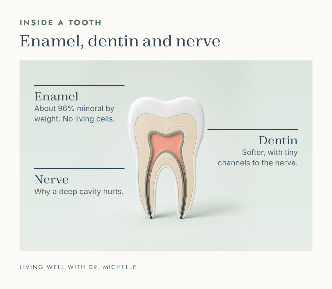 Cross-section of a tooth showing enamel, dentin and nerve. Enamel is about 96 percent mineral by weight.